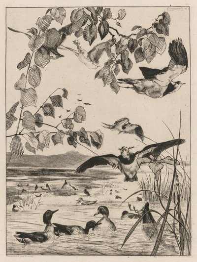 Lapwings ve Teals, 1862. by Felix Bracquemond