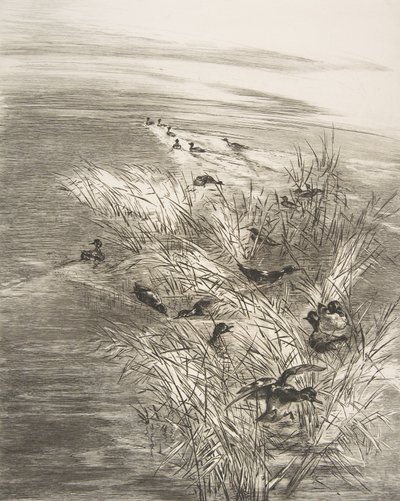 Sazlıklar ve Teals, 1882. by Felix Bracquemond