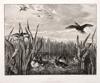 Teals, 1853, 1864