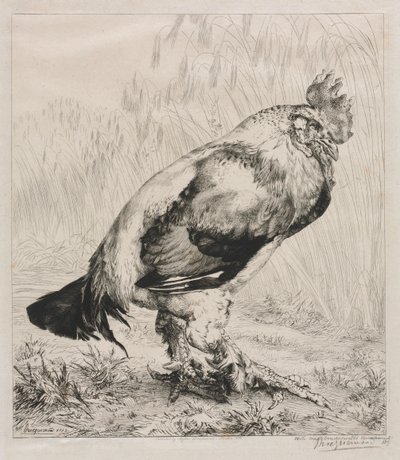 eski horoz by Felix Bracquemond