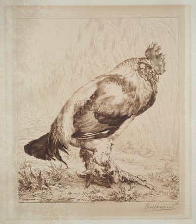 eski horoz by Felix Bracquemond