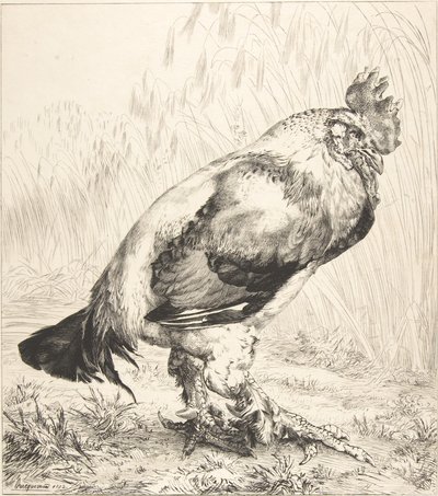 Yaşlı Horoz, 1882. by Felix Bracquemond