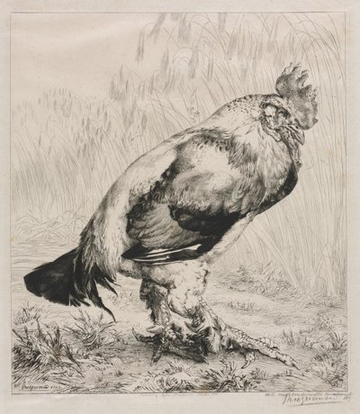 Yaşlı Horoz, 1882. by Felix Bracquemond