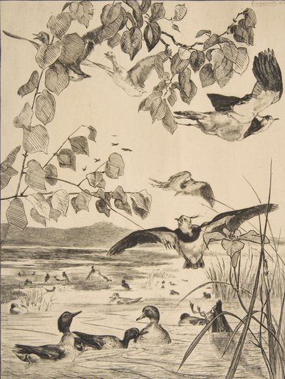 Lapwings ve Sarcelles, 1862. by Felix Bracquemond