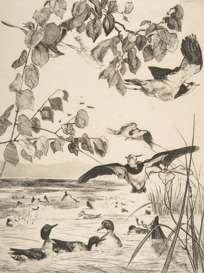 Lapwings ve Sarcelles, 1862. by Felix Bracquemond