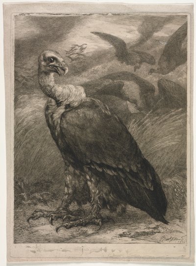 Akbaba, 1904. by Felix Bracquemond