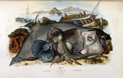 Manta Ray balığı çizimi. (Felix-Edouard Guerin