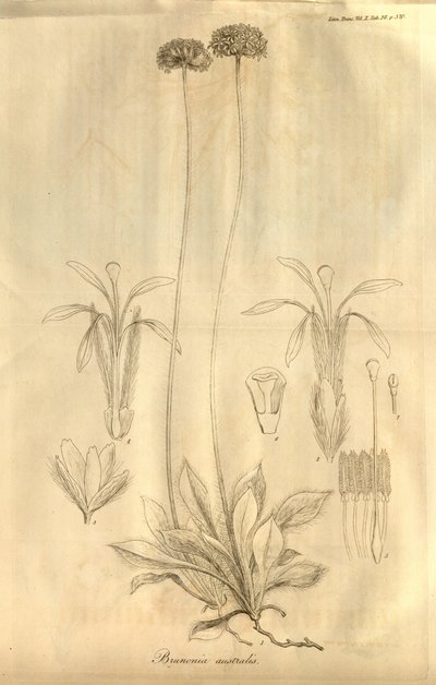 Bu Tab. 1811