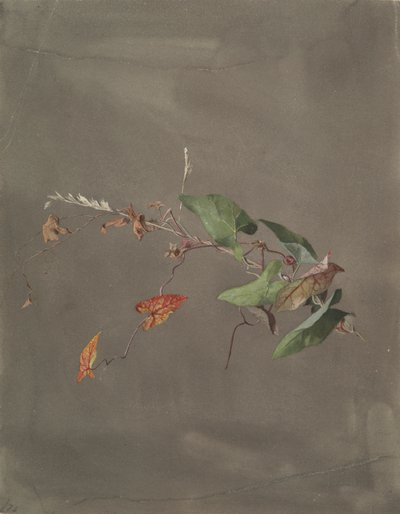 gündüzsefası by Fidelia Bridges