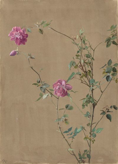 Pembe güller by Fidelia Bridges