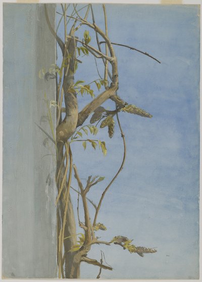 Duvarda Wisteria (kağıt üzerinde wc) by Fidelia Bridges