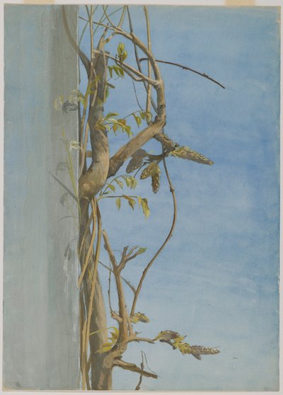 Duvardaki Wisteria by Fidelia Bridges
