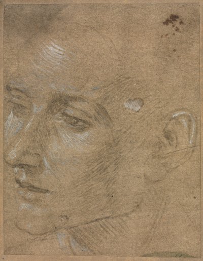 Genç Bir Adamın Başı by Filippino Lippi