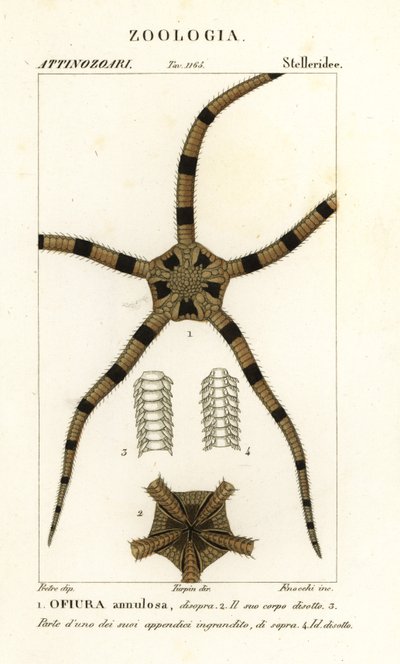 Gevrek yıldız derisidikenli, Ophiomastix ringa, Ophiura ringa by Finocchi Finocchi