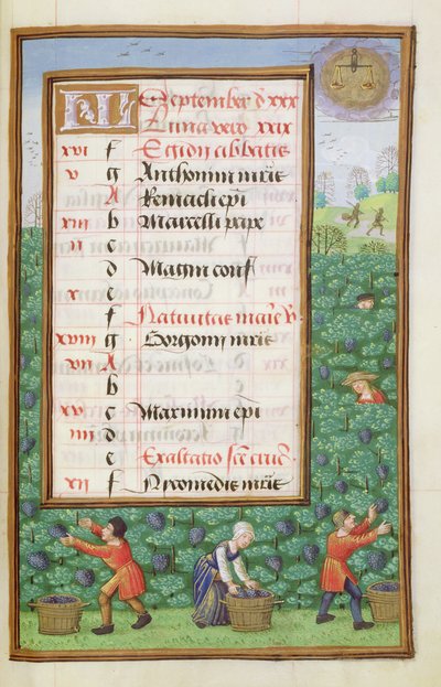 Ms 1058-1975 f9r Üzüm Toplama, Eylül ayı için ışıklı takvim sayfası, Saatler Kitabından, c.1500 by Flemish School