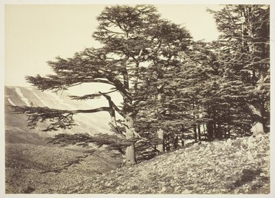 Lübnan Sedirleri by Félix Bonfils
