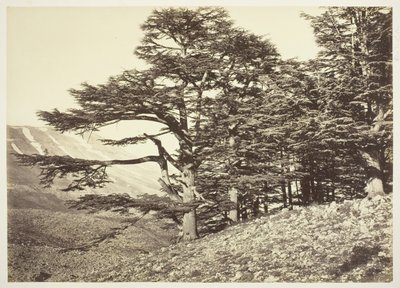 Lübnan Sedirleri, c. 1870. by Félix Bonfils