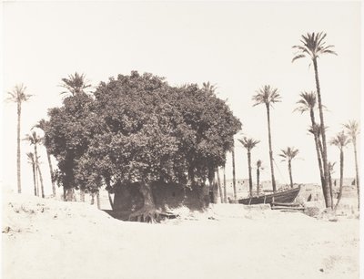 Esneh, Hurma, Nil Kenarında Çınar ve Kahve, 1851-52, 1853-54 basılmış. by Félix Teynard