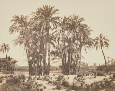 [A Noktasından Görülen Hurma Ağaçları Korusu, Karnak] by Félix Teynard