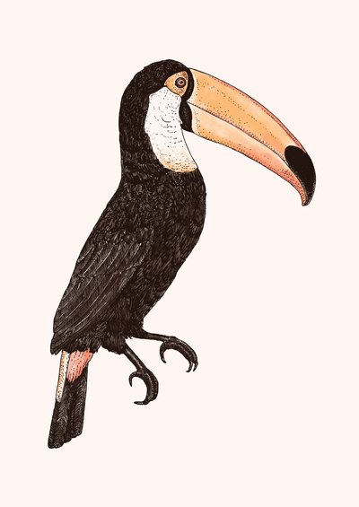 Toco _ Renkli sürüm by Florent Bodart