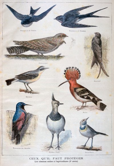 Korunan ve tarıma yardımcı olan kuşlar, 1897 by Fortuné Méaulle