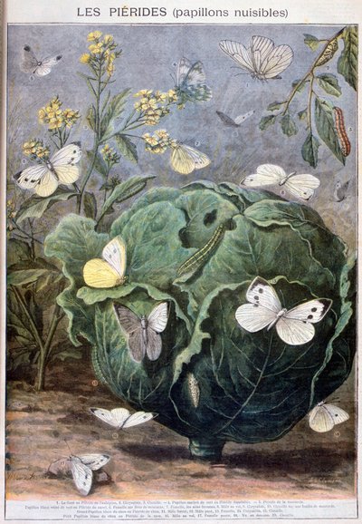 Pierid kelebekler, 1897 by Fortuné Méaulle