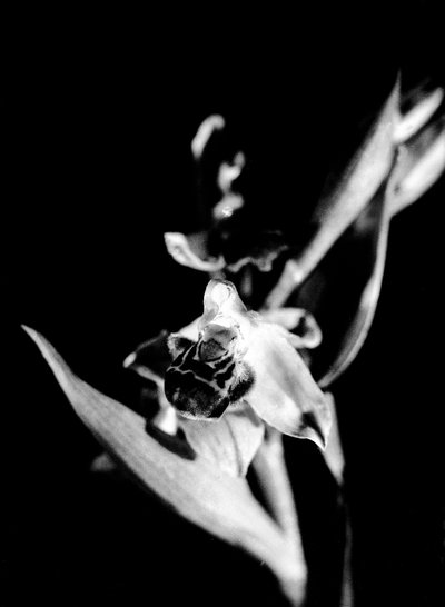  by Fosco Maraini