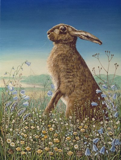 Hare, 1984 (panelde yağ ve tempera) by Frances Broomfield