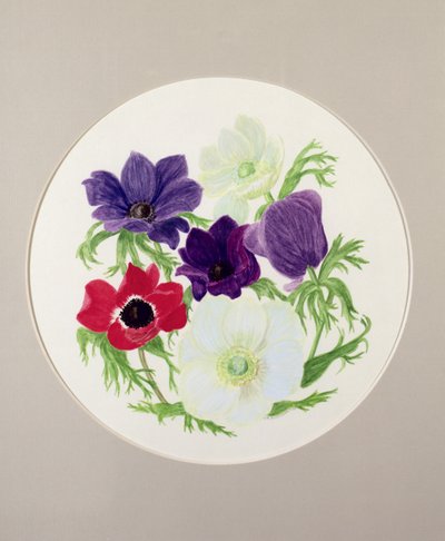 anemonlar by Frances Buckland