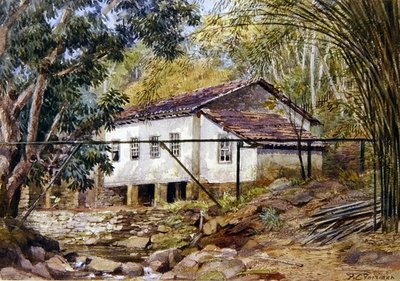 Britanya Batı Hint Adaları (kağıt üzerine sulu boya) by Frances C. Fairman