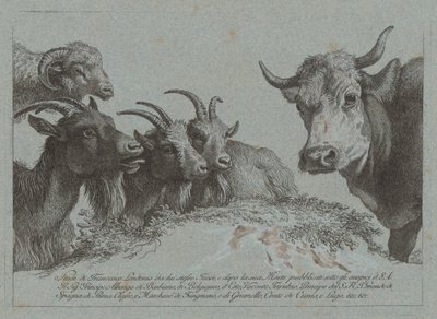 Kafalar Çalışması: Üç Keçi, Bir Öküz ve Bir Koç, yayınlandı c. 1783. by Francesco Londonio