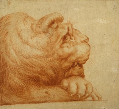 Profilde bir aslan başı (beyaz kağıt üzerine kırmızı tebeşir) by Francesco de Rossi Salviati Cecchino