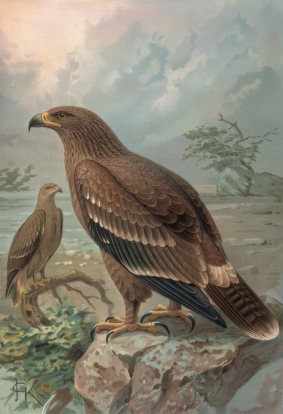 GRAVÜR-NEPAL KARTAL-KADIN-AQUILA NIPALENSIS by Francia