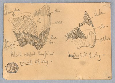 Siyah başlıklı Kingfisher