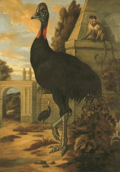 bir Cassowary by Francis Barlow