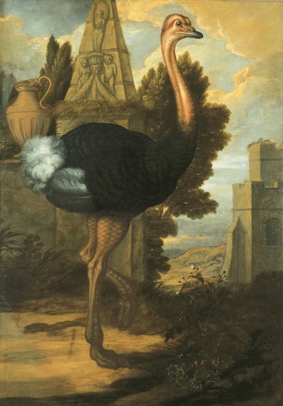 Bir devekuşu by Francis Barlow