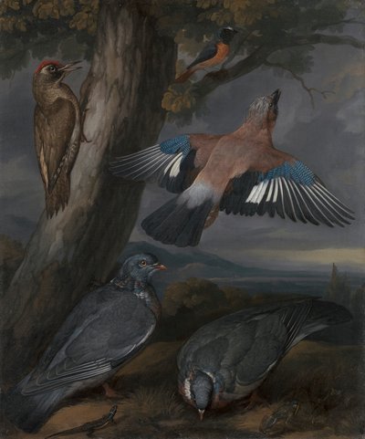 Jay, Yeşil Ağaçkakan, Güvercinler ve Kızılkuyruk by Francis Barlow