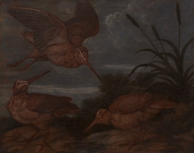 alacakaranlıkta çulluk by Francis Barlow