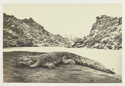 Kum Bankasında Timsah by Francis Frith