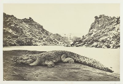 Kum Bankasındaki Timsah, 1857. by Francis Frith