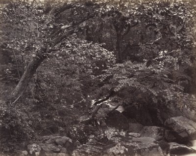 Lynmouth'daki Glen, 1860'lar by Francis Frith
