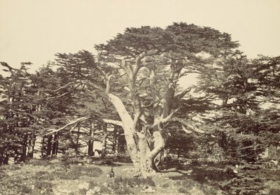 Sedirlerin En büyüğü, Lübnan Dağı, 1857. by Francis Frith