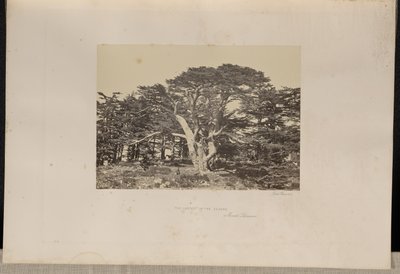 Sedirlerin En Büyüğü, Lübnan Dağı by Francis Frith