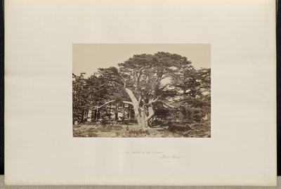 Sedirlerin En Büyüğü, Lübnan Dağı by Francis Frith