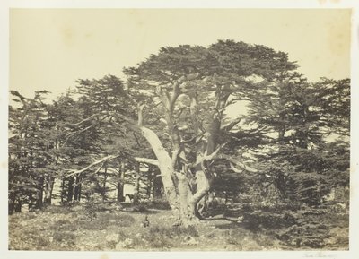 Sedirlerin En büyüğü, Lübnan Dağı, 1857. by Francis Frith