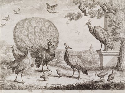 Tavus Kuşlu Kuşlar Grubu (gravür) by Francis Place