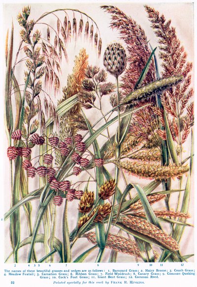  by Francis Robert Hinkins
