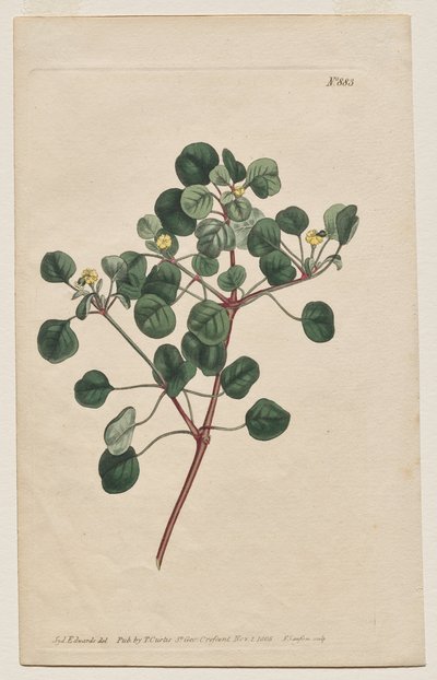 Sergilenen Botanik Dergisi veya Çiçek Bahçesi: Plaka 883, Euphorbia Petiolaris. Uzun Saplı Sütleğen by Francis Sansom