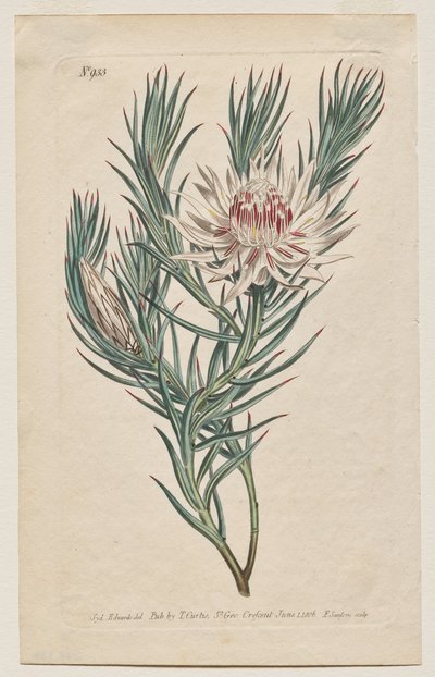 Sergilenen Botanik Dergisi veya Çiçek Bahçesi: Plaka 933, Protea mucronifolia. Hançer Yapraklı Protea. [Protea odorata] by Francis Sansom