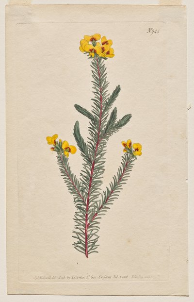 Sergilenen Botanik Dergisi veya Çiçek Bahçesi: Plaka 944, Dillwynia Glaberrima. Pürüzsüz Yapraklı Dillwynnia. [Dillwynia ericifolia gaberrima] by Francis Sansom